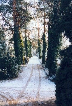 Weg durch eine Kiefer-Allee, welche von Efeu umwachsen ist